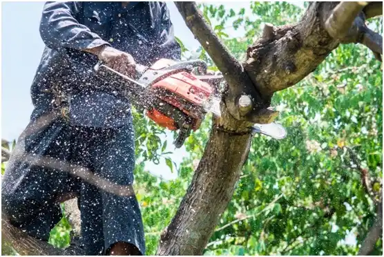 tree services Louisa